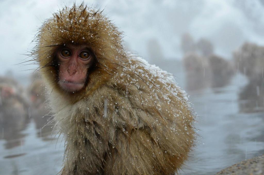 Excited to see the snow monkeys in Japan! Photo credit: my brother, Marshall!